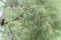 Cupressus lusitanica